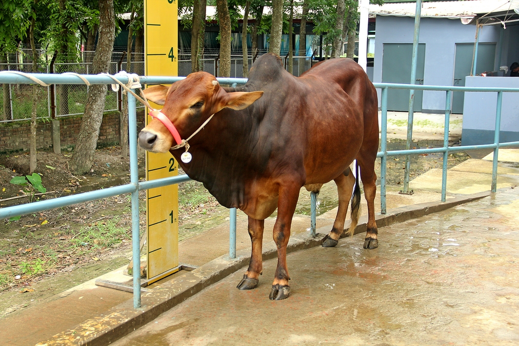 Male - Bull (ষাঁড়)
